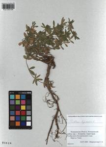 KUZ 000 834, Trifolium lupinaster L., Siberia, Altai & Sayany Mountains (S2) (Russia)