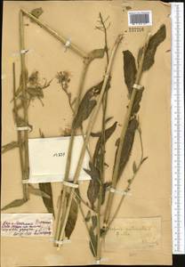 Hesperis sibirica L., Middle Asia, Dzungarian Alatau & Tarbagatai (M5) (Kazakhstan)