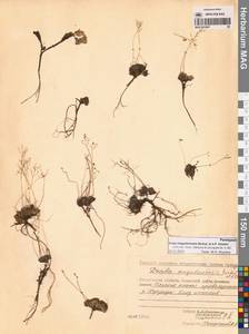 Draba magadanensis Berkut. & A.P.Khokhr., Siberia, Chukotka & Kamchatka (S7) (Russia)