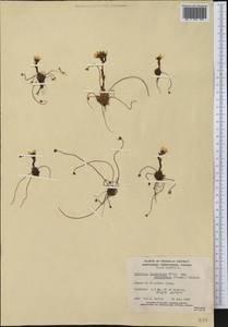 Saxifraga platysepala (Trautv.) Tolm., America (AMER) (Canada)