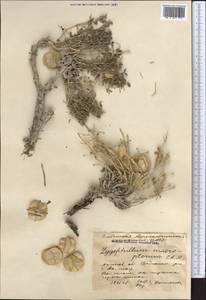 Zygophyllum pinnatum Cham. & Schltdl., Middle Asia, Caspian Ustyurt & Northern Aralia (M8) (Kazakhstan)