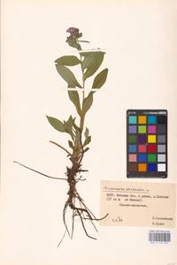 MHA 0 153 004, Pulmonaria officinalis L., Eastern Europe, Belarus (E3a) (Belarus)