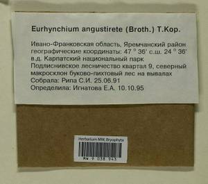 Eurhynchium angustirete (Broth.) T.J. Kop., Bryophytes, Bryophytes - Ukraine & Moldova (B3) (Ukraine)