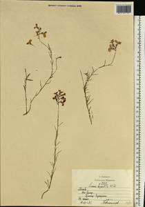 Linaria incarnata (Vent.) Spreng., Eastern Europe, Moscow region (E4a) (Russia)