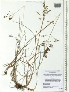 Poa pratensis L., Eastern Europe, North-Western region (E2) (Russia)