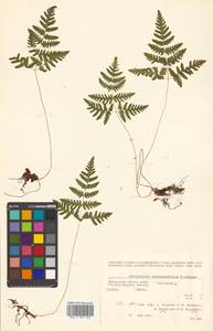 Gymnocarpium robertianum (Hoffm.) Newman, Siberia, Chukotka & Kamchatka (S7) (Russia)