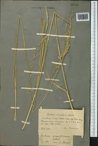 Festuca arundinacea Schreb. , nom. cons., Middle Asia, Western Tian Shan & Karatau (M3) (Kazakhstan)