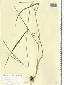 Thinopyrum intermedium subsp. intermedium, Eastern Europe, Central forest-and-steppe region (E6) (Russia)