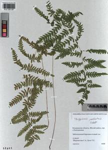 Thelypteris palustris (Salisb.) Schott, Siberia, Altai & Sayany Mountains (S2) (Russia)