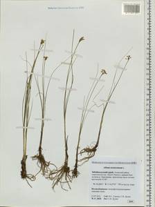 Allium tenuissimum L., Siberia, Baikal & Transbaikal region (S4) (Russia)