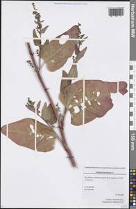 Atriplex hortensis L., Eastern Europe, Eastern region (E10) (Russia)