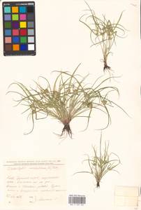 Cyperus michelianus (L.) Delile, Eastern Europe, North Ukrainian region (E11) (Ukraine)