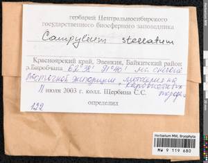 Campylium stellatum (Hedw.) Lange & C.E.O. Jensen, Bryophytes, Bryophytes - Krasnoyarsk Krai, Tyva & Khakassia (B17) (Russia)