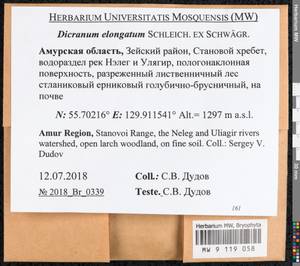Dicranum elongatum Schleich. ex Schwägr., Bryophytes, Bryophytes - Russian Far East (excl. Chukotka & Kamchatka) (B20) (Russia)