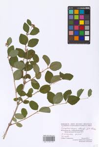 Symphoricarpos albus (L.) C. Koch, Eastern Europe, Moscow region (E4a) (Russia)