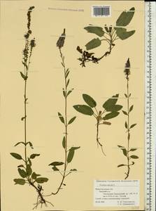 Veronica spicata L., Eastern Europe, Volga-Kama region (E7) (Russia)