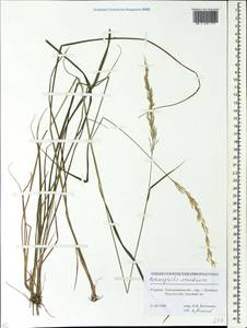 Calamagrostis arundinacea (L.) Roth, Eastern Europe, South Ukrainian region (E12) (Ukraine)