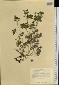 Corydalis capnoides (L.) Pers., Siberia, Altai & Sayany Mountains (S2) (Russia)