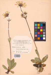 Arnica montana L., Eastern Europe, West Ukrainian region (E13) (Ukraine)