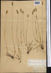 Anthoxanthum odoratum L., Middle Asia, Dzungarian Alatau & Tarbagatai (M5) (Kazakhstan)