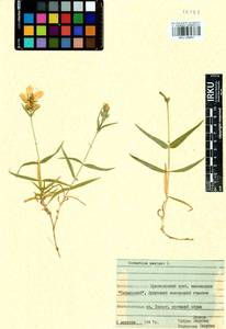 Dichodon maximum (L.) Á. Löve & D. Löve, Siberia, Central Siberia (S3) (Russia)