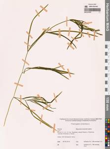 Potamogeton compressus L., Siberia, Yakutia (S5) (Russia)
