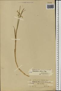 Dupontia fulva (Trin.) Röser & Tkach, Eastern Europe, Northern region (E1) (Russia)