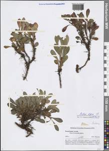 Arctostaphylos alpinus (L.) Spreng., Siberia, Altai & Sayany Mountains (S2) (Russia)