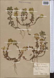 Euphorbia helioscopia L., Middle Asia, Karakum (M6) (Turkmenistan)
