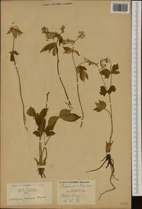 Ranunculus aconitifolius L., Western Europe (EUR) (Germany)