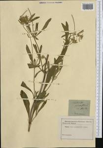 Lomelosia rotata (M. Bieb.) Greuter & Burdet, Botanic gardens and arboreta (GARD) (Not classified)