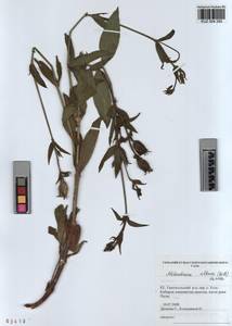KUZ 004 292, Silene latifolia subsp. alba (Miller) Greuter & Burdet, Siberia, Altai & Sayany Mountains (S2) (Russia)