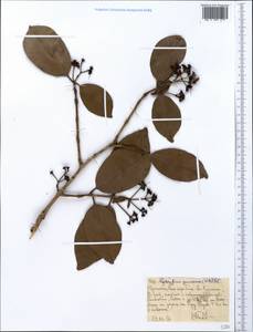 Syzygium guineense (Willd.) DC., Africa (AFR) (Ethiopia)