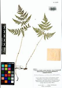 Cystopteris montana (Lam.) Desv., Siberia, Baikal & Transbaikal region (S4) (Russia)