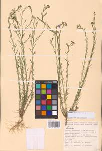 Linum austriacum L., Eastern Europe, Lower Volga region (E9) (Russia)