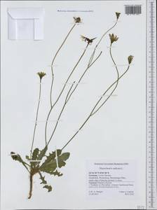 Hypochaeris radicata L., Western Europe (EUR) (Germany)