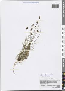 Carex lachenalii Schkuhr, Siberia, Chukotka & Kamchatka (S7) (Russia)