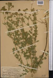 Medicago sativa L., Middle Asia, Western Tian Shan & Karatau (M3) (Kazakhstan)