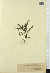 Persicaria minor (Huds.) Opiz, Western Europe (EUR) (Romania)
