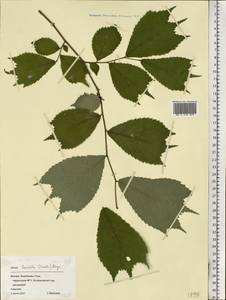 Ulmus laciniata (Trautv.) Mayr, Eastern Europe, Moscow region (E4a) (Russia)