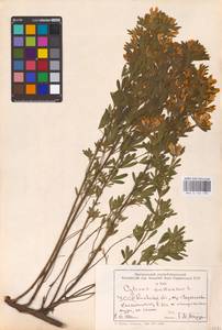 Chamaecytisus austriacus (L.) Link, Eastern Europe, North Ukrainian region (E11) (Ukraine)