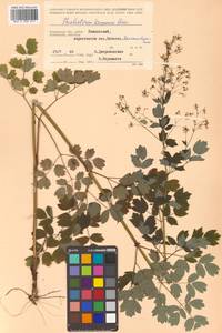 Thalictrum minus subsp. elatum (Jacq.) Stoj. & Stef., Siberia, Chukotka & Kamchatka (S7) (Russia)