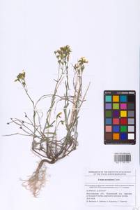 Linum ucranicum (Griseb. ex Planch.) Czern., Eastern Europe, Lower Volga region (E9) (Russia)