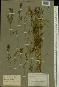 Descurainia sophia (L.) Webb ex Prantl, Eastern Europe, Eastern region (E10) (Russia)