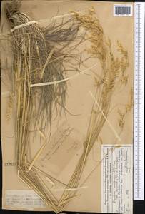 Piptatherum songaricum (Trin. & Rupr.) Roshev., Middle Asia, Dzungarian Alatau & Tarbagatai (M5) (Kazakhstan)