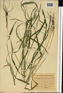 Brachypodium sylvaticum (Huds.) P.Beauv., Eastern Europe, Moscow region (E4a) (Russia)