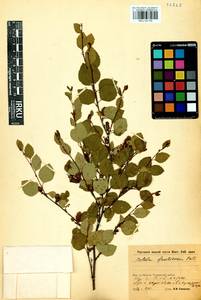 Betula fruticosa Pall., Siberia, Baikal & Transbaikal region (S4) (Russia)