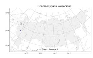 Chamaecyparis lawsoniana (A. Murray bis) Parl., Atlas of the Russian Flora (FLORUS) (Russia)