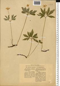 Anemone nemorosa L., Eastern Europe, North-Western region (E2) (Russia)