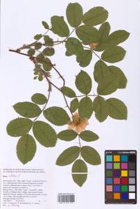 Rosa villosa L., Eastern Europe, Central region (E4) (Russia)